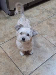 Lost Female Dog last seen Beech Trail Dr , Converse, TX 78109