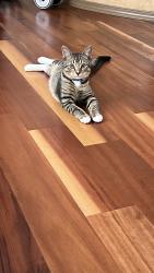 Lost Male Cat last seen Near 37th ST SE Rio Rancho, NM, Rio Rancho, NM 87124