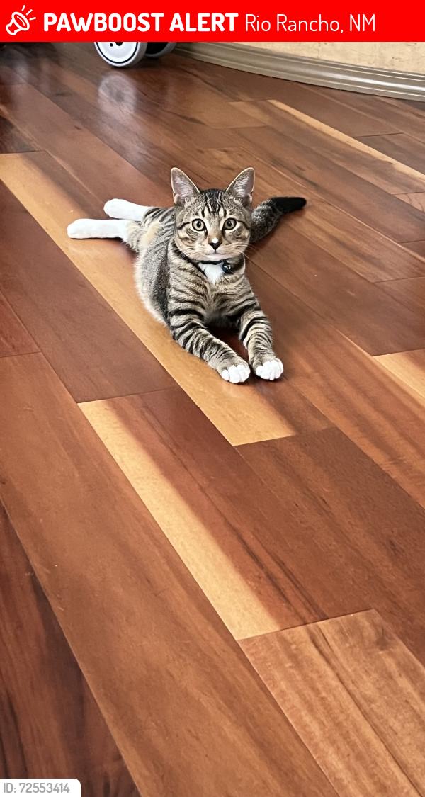 Lost Male Cat last seen Near 37th ST SE Rio Rancho, NM, Rio Rancho, NM 87124