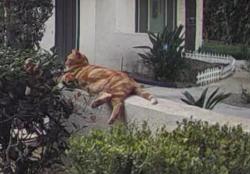Lost Male Cat last seen Near Santo Antonio Dr. , Colton, CA 92324