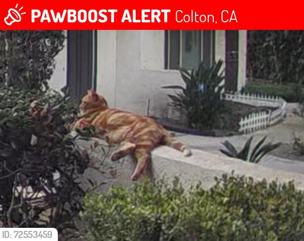 Lost Male Cat last seen Near Santo Antonio Dr. , Colton, CA 92324