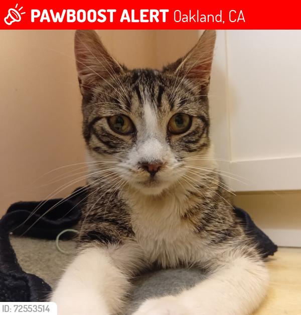 Lost Female Cat last seen 29th Ave and Ford St, Oakland, CA 94601