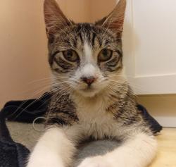 Lost Female Cat last seen 29th Ave and Ford St, Oakland, CA 94601