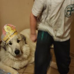 Lost Female Dog last seen Cedar and bruns, Manhattan, IL 60442