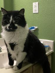 Lost Male Cat last seen Yvonne Richardson , El Paso, TX 79936