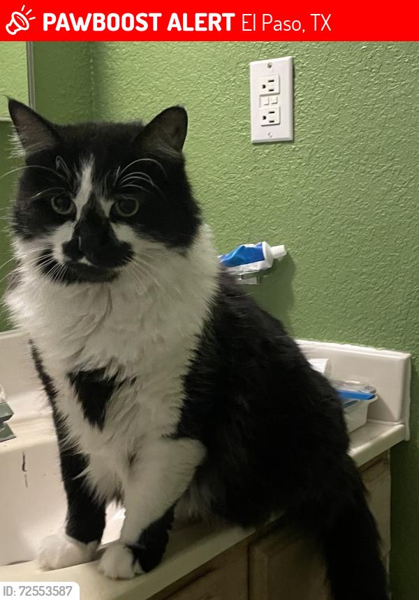 Lost Male Cat last seen Yvonne Richardson , El Paso, TX 79936