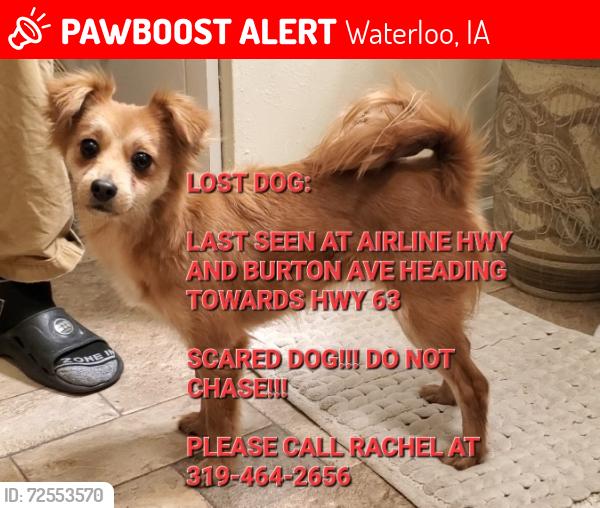 Lost Female Dog last seen W Airline Hwy and Burton Ave, Waterloo, IA 50703