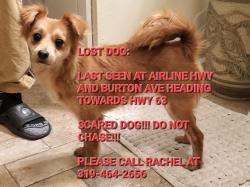 Lost Female Dog last seen W Airline Hwy and Burton Ave, Waterloo, IA 50703