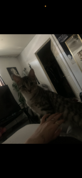 Lost Female Cat last seen Near blue coral drive, North Las Vegas, NV 89032