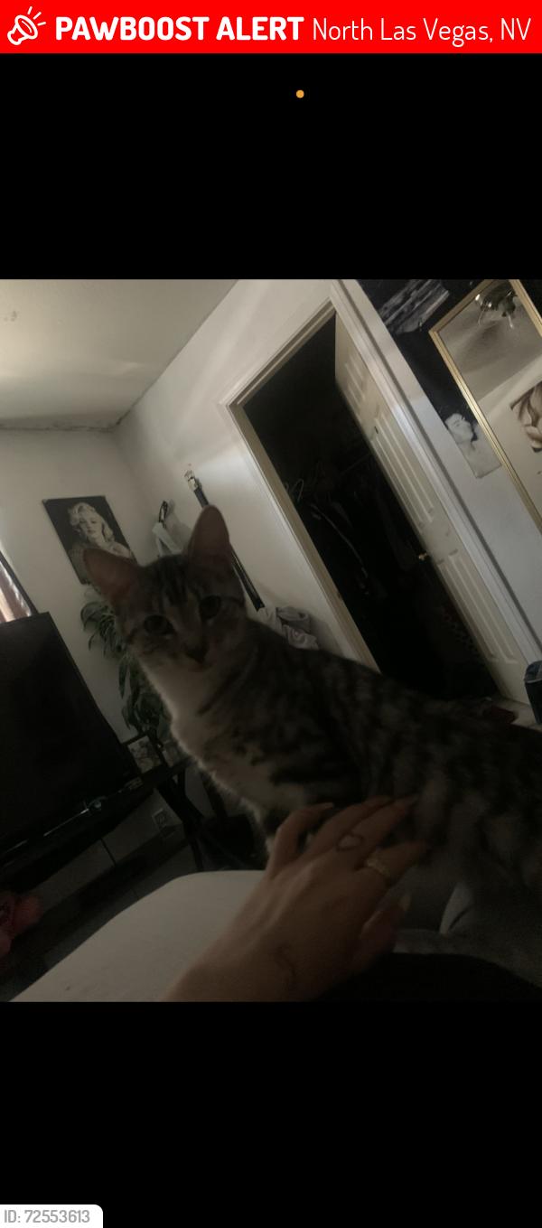 Lost Female Cat last seen Near blue coral drive, North Las Vegas, NV 89032