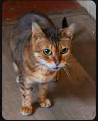 Lost Female Cat last seen 15th and Beecher across from St. Hyacinth , Milwaukee, WI 53215