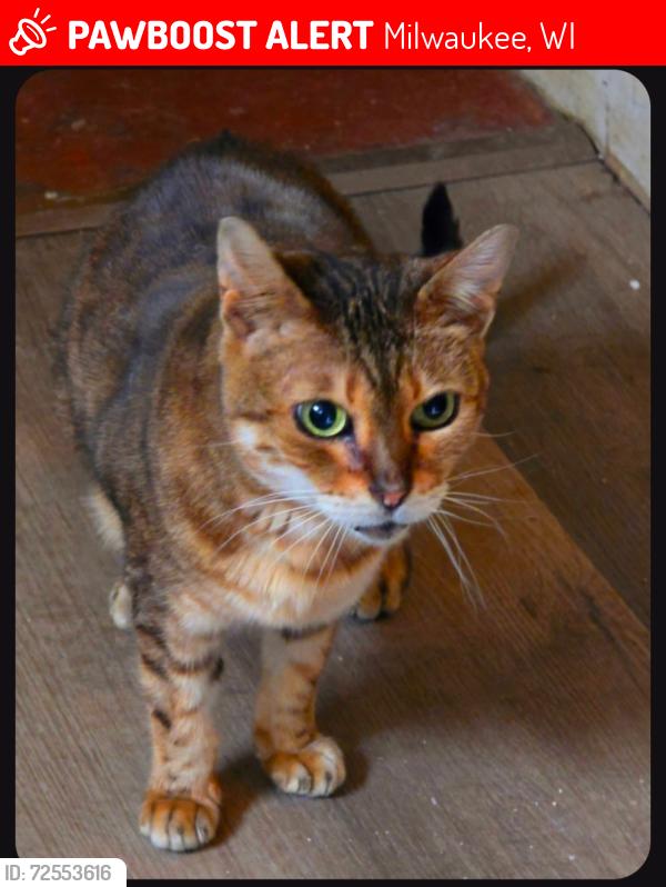 Lost Female Cat last seen 15th and Beecher across from St. Hyacinth , Milwaukee, WI 53215