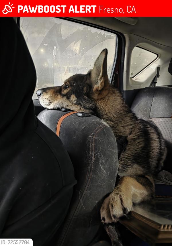 Lost Male Dog last seen Tulare and R , Fresno, CA 93721
