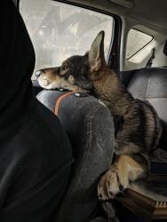 Lost Male Dog last seen Tulare and R , Fresno, CA 93721