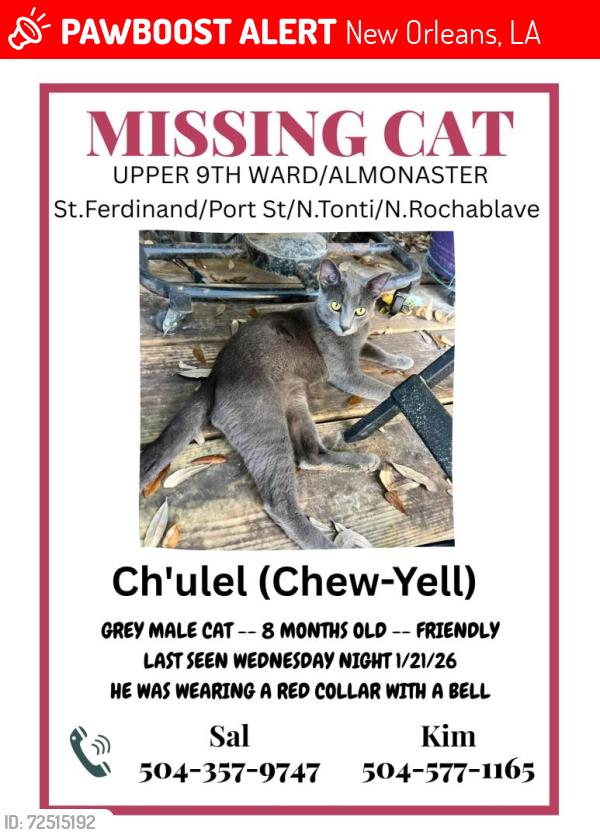 Lost Male Cat last seen St.Ferdinand & N.Tonti / N.Rochablave, New Orleans, LA 70117