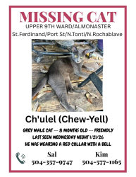 Lost Male Cat last seen St.Ferdinand & N.Tonti / N.Rochablave, New Orleans, LA 70117