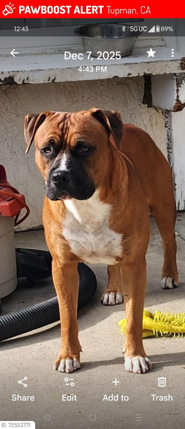 Lost Male Dog last seen Aquaduct and Gas refinery, Tupman, CA 93276