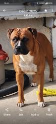 Lost Male Dog last seen Aquaduct and Gas refinery, Tupman, CA 93276