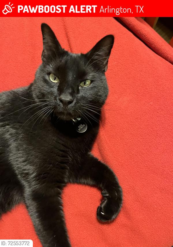 Lost Male Cat last seen Valleycrest and Ridgedale, Arlington, TX 76013