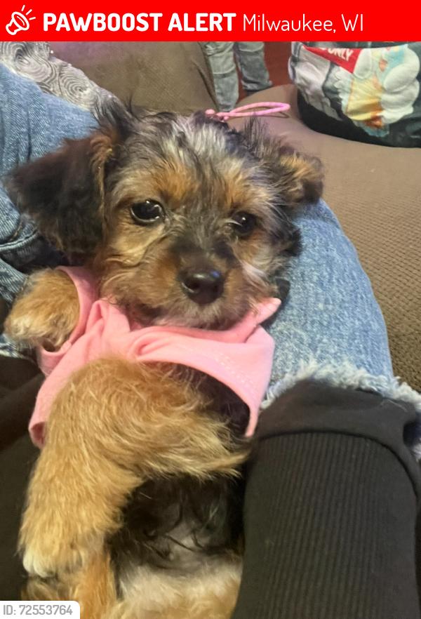 Lost Female Dog last seen 72nd National, West Allis , Milwaukee, WI 53223