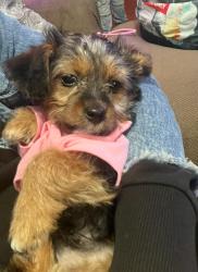 Lost Female Dog last seen 72nd National, West Allis , Milwaukee, WI 53223