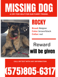 Lost Male Dog last seen Picacho ave , Las Cruces, NM 88001