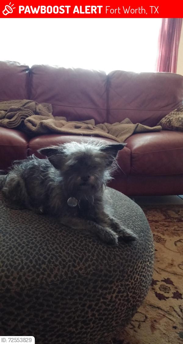Lost Female Dog last seen Steamboat and Ohara Lane , Fort Worth, TX 76123