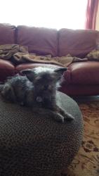 Lost Female Dog last seen Steamboat and Ohara Lane , Fort Worth, TX 76123