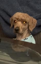 Lost Male Dog last seen Minglewood Dr and Oakwood Ln, Beaumont, TX 77703