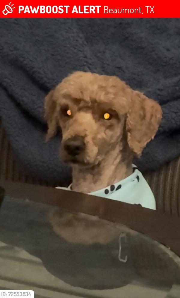 Lost Male Dog last seen Minglewood Dr and Oakwood Ln, Beaumont, TX 77703