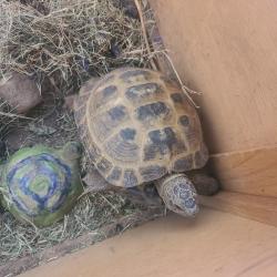 Found/Stray Male Reptile last seen Las Sendas, Mesa, AZ 85207