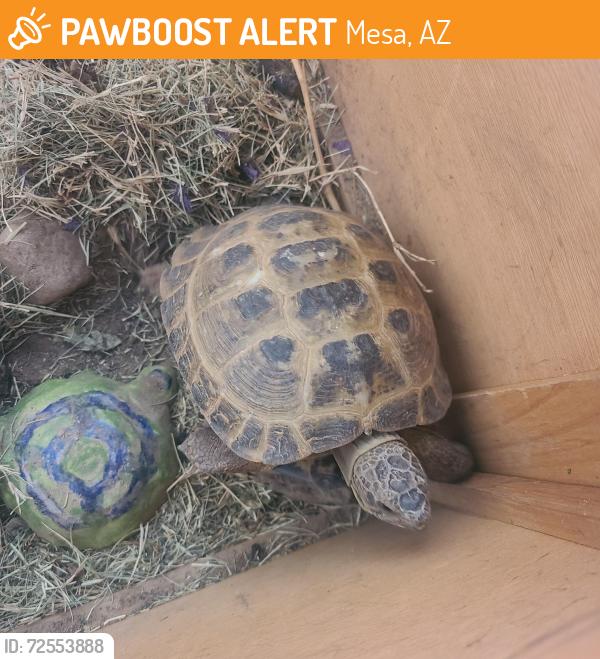 Found/Stray Male Reptile last seen Las Sendas, Mesa, AZ 85207