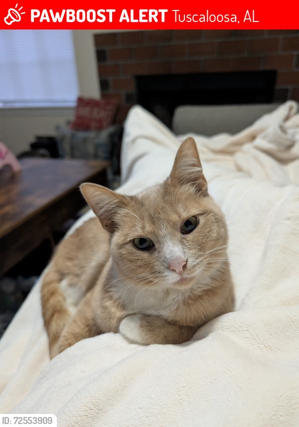 Lost Male Cat last seen Near Old Birmingham Hwy, Tuscaloosa, AL 35404