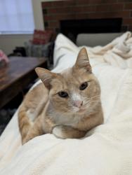 Lost Male Cat last seen Near Old Birmingham Hwy, Tuscaloosa, AL 35404