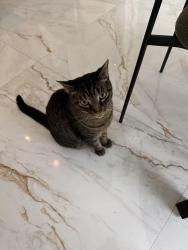 Lost Male Cat last seen Deercliff dr, Tampa, FL 33647