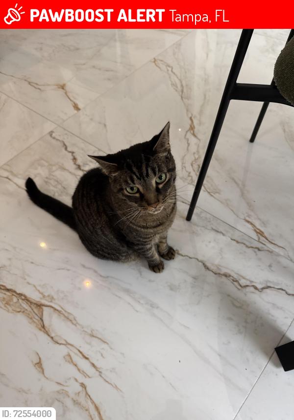 Lost Male Cat last seen Deercliff dr, Tampa, FL 33647