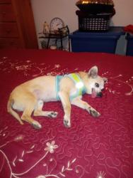 Lost Male Dog last seen Near East near exit 103, Tonopah, AZ 85354
