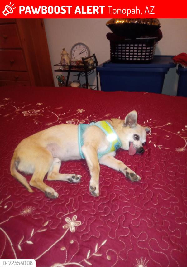 Lost Male Dog last seen Near East near exit 103, Tonopah, AZ 85354