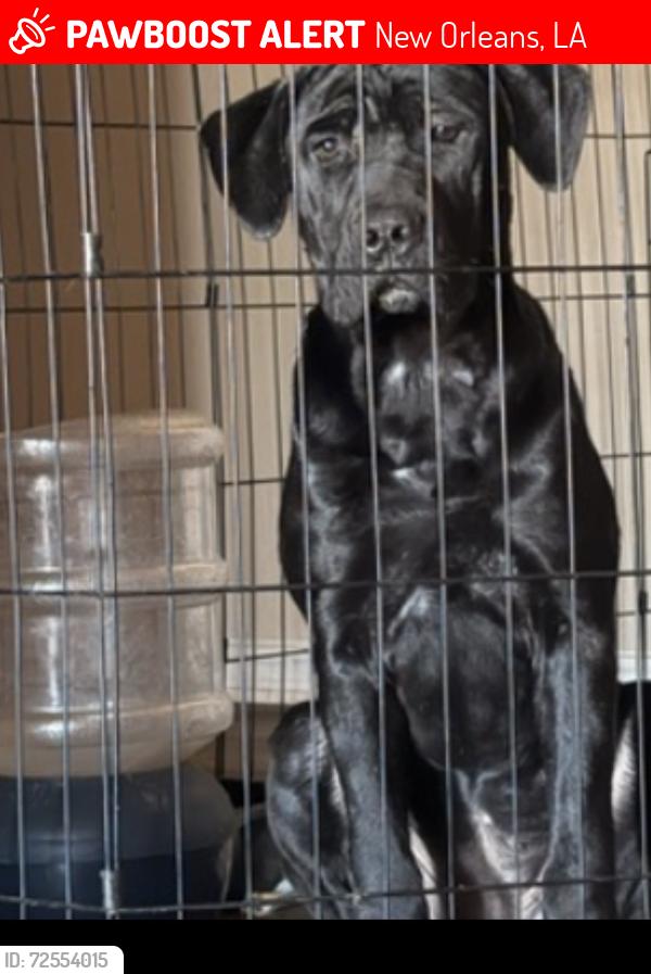 Lost Female Dog last seen Near Castnet, New Orleans, LA 70127