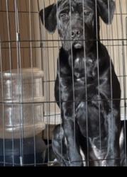 Lost Female Dog last seen Near Castnet, New Orleans, LA 70127