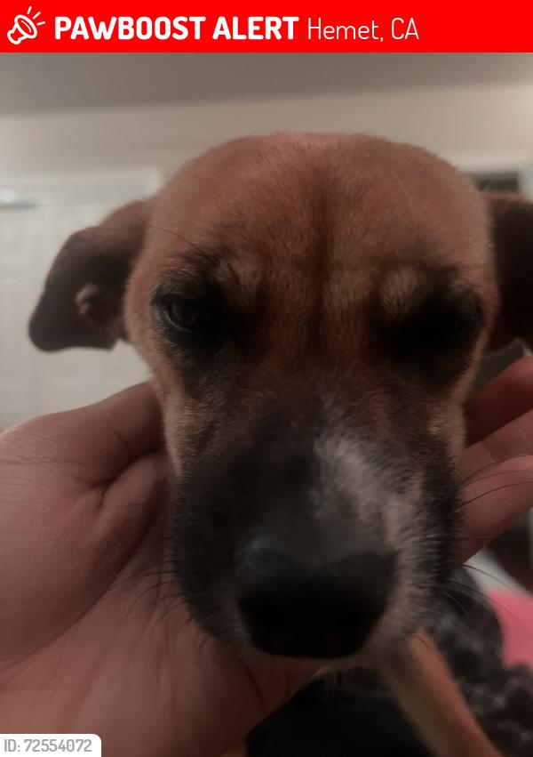 Lost Female Dog last seen Woodland , Hemet, CA 92583