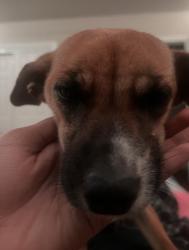 Lost Female Dog last seen Woodland , Hemet, CA 92583
