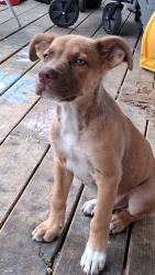 Lost Male Dog last seen Cannon St E, Hamilton, Hamilton, ON L8H 4K1