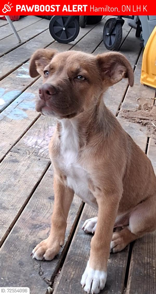 Lost Male Dog last seen Cannon St E, Hamilton, Hamilton, ON L8H 4K1