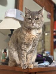 Lost Female Cat last seen Legacy Ridge subdivision , Cheyenne, WY 82009
