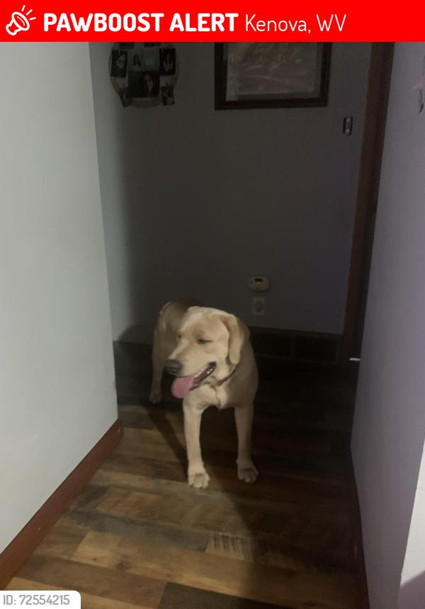 Lost Male Dog last seen Barger Hill, Kenova, WV 25530