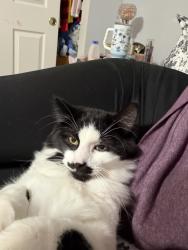 Lost Male Cat last seen New Forest and Sweet Gum, Reno, NV 89508