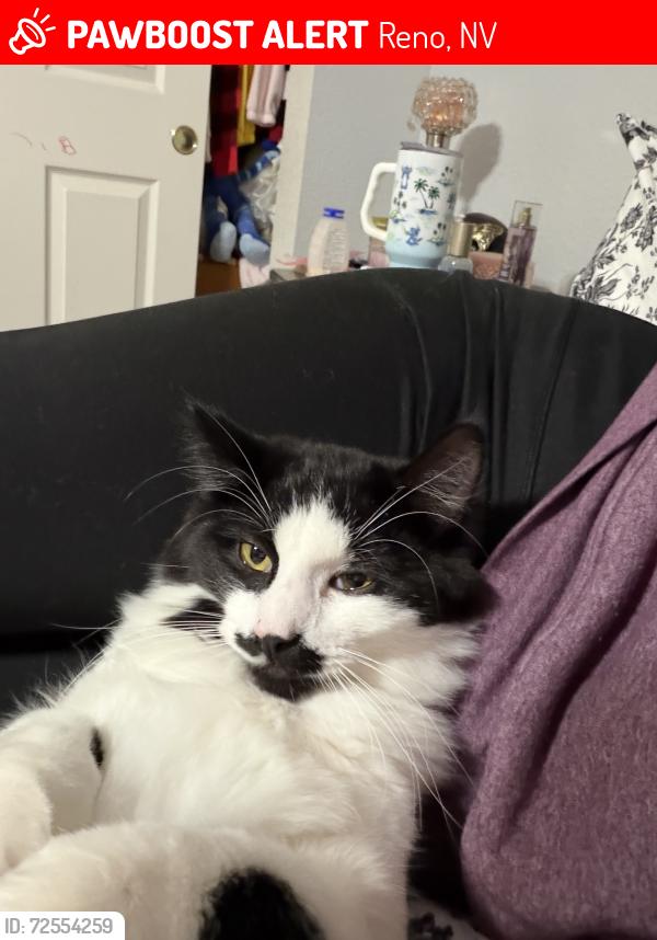 Lost Male Cat last seen New Forest and Sweet Gum, Reno, NV 89508