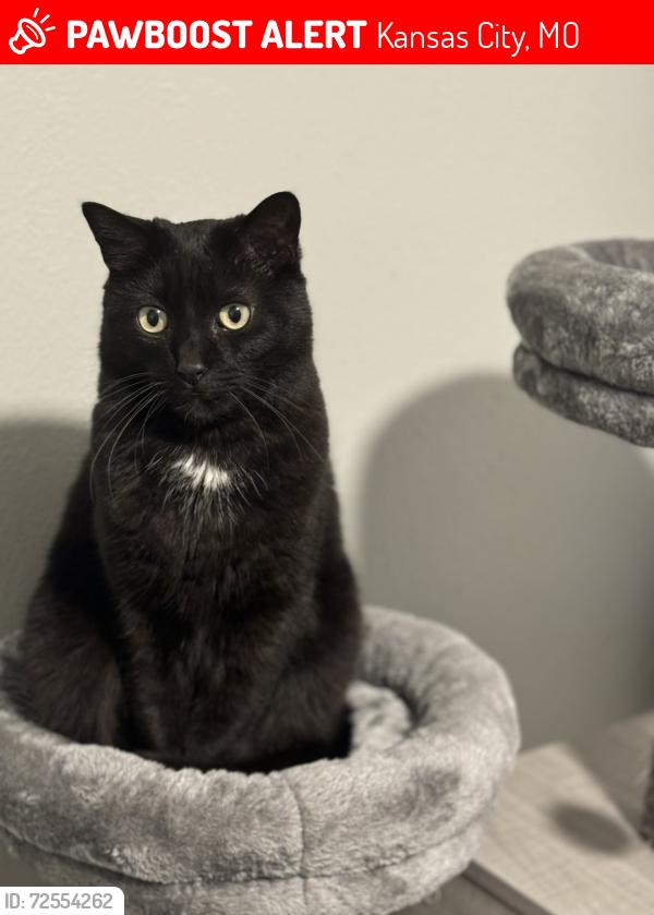 Lost Male Cat last seen N Hickory st, down the street from Quicktrip and Better Car Wash on Barry rd, Kansas City, MO 64118
