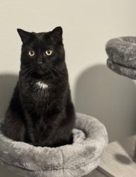Lost Male Cat last seen N Hickory st, down the street from Quicktrip and Better Car Wash on Barry rd, Kansas City, MO 64118